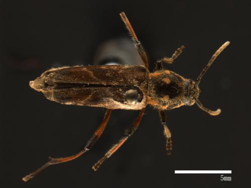 Xylotrechus grayii[胸斑虎天牛][00081087]