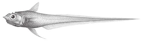 Hymenocephalus lethonemus@Jheng0579 Hymenocephalus lethonemus@Jheng0579