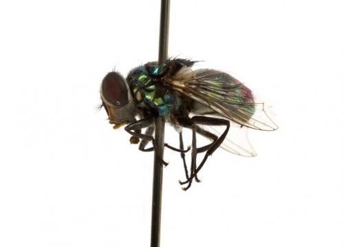 Achoetandrus rufifacies male lateral