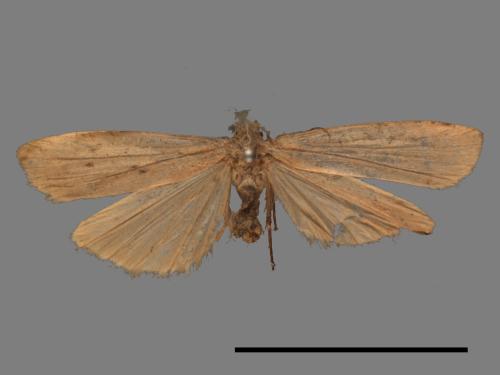 Pelosia muscerda tetrasticta[六點苔蛾][00037955]