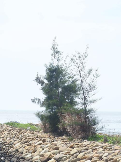 木麻黃