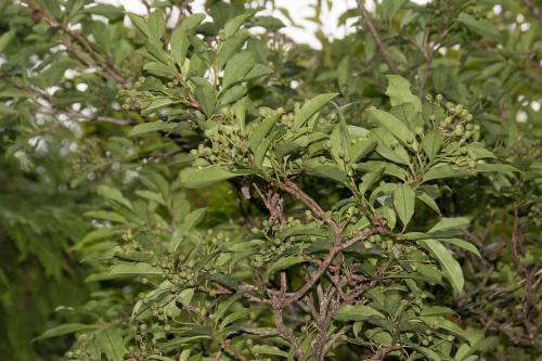 玉山假沙梨