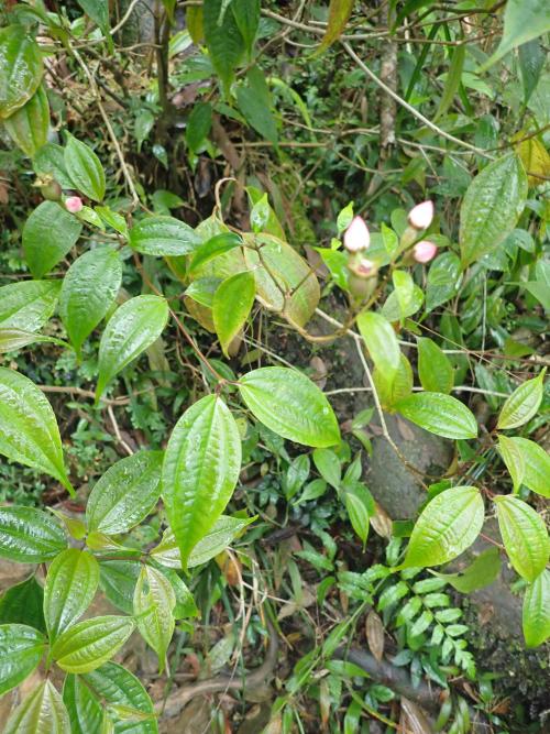深山野牡丹