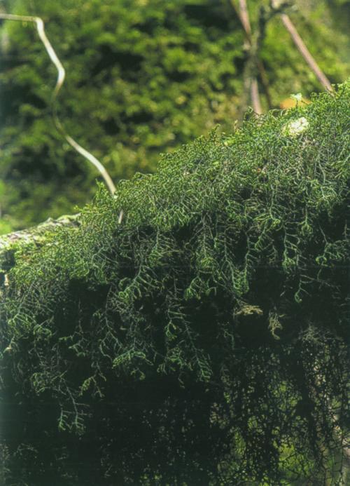 皺萼蘚