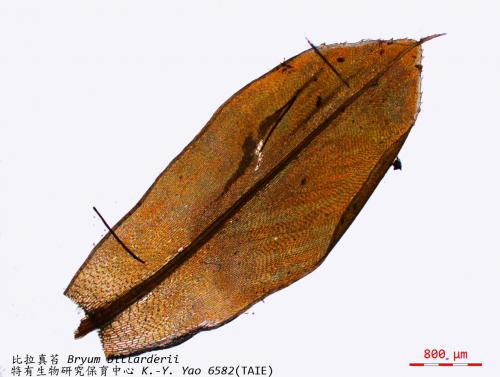 Bryum billarderii Schwaegr. 比拉真苔(mosses)顯微照