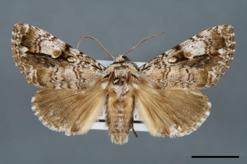Anacronicta nitida[明后夜蛾][00000117]