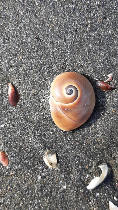 扁玉螺