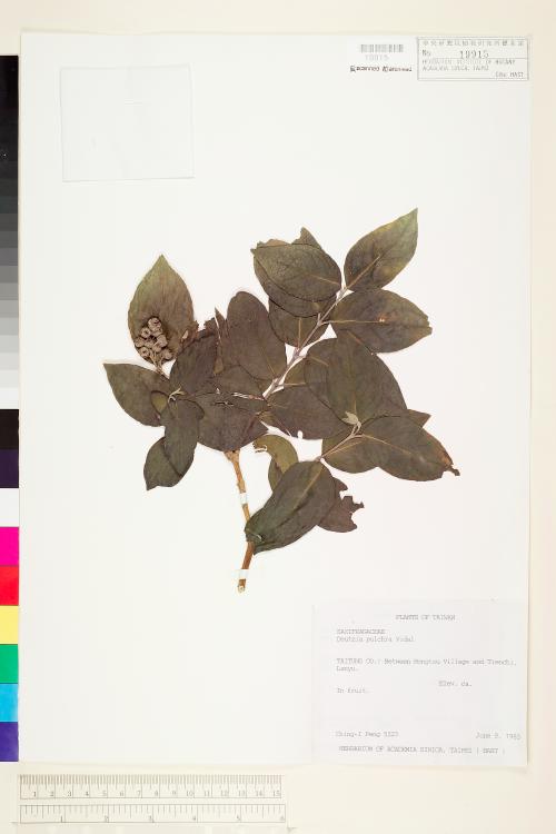 HAST 00019915