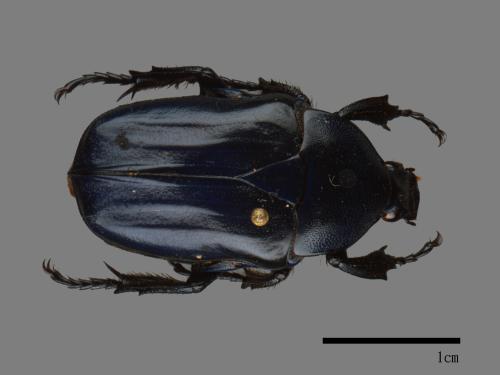 Anomalocera olivacea[細腳騷金龜][00081278]