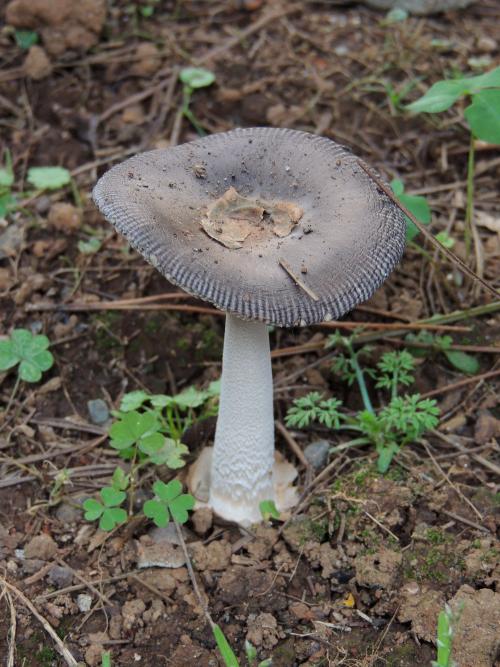 Amanita vaginata