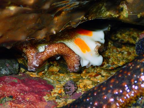 Platydoris cruenta