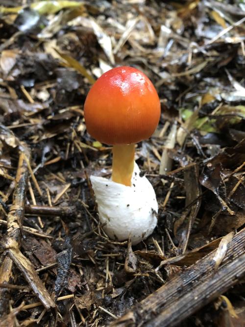 花柄橙紅鵝膏菌