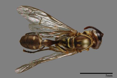 Parapolybia nodosa[叉胸異腹胡蜂][00120753]