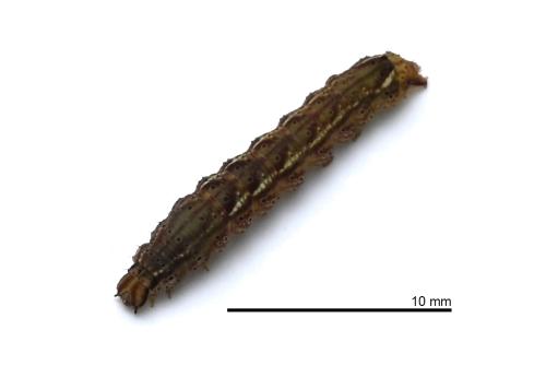 Bertula kosemponica Bertula kosemponica