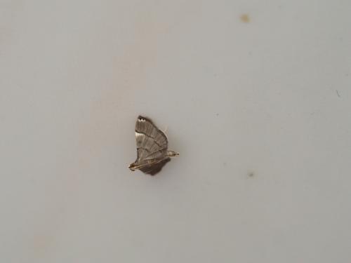 Cangetta hartoghialis