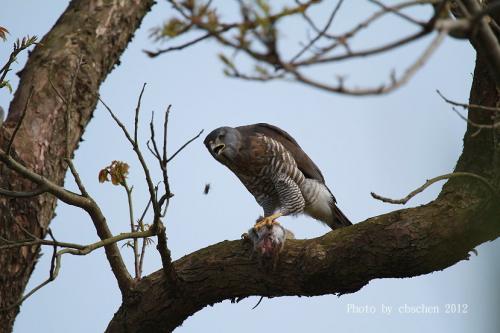 鳳頭蒼鷹吃大餐 鳳頭蒼鷹吃大餐