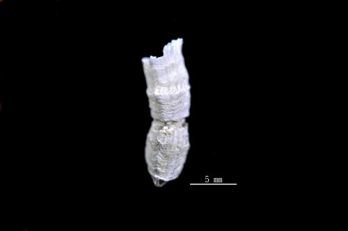 Placotrochides scaphula_05