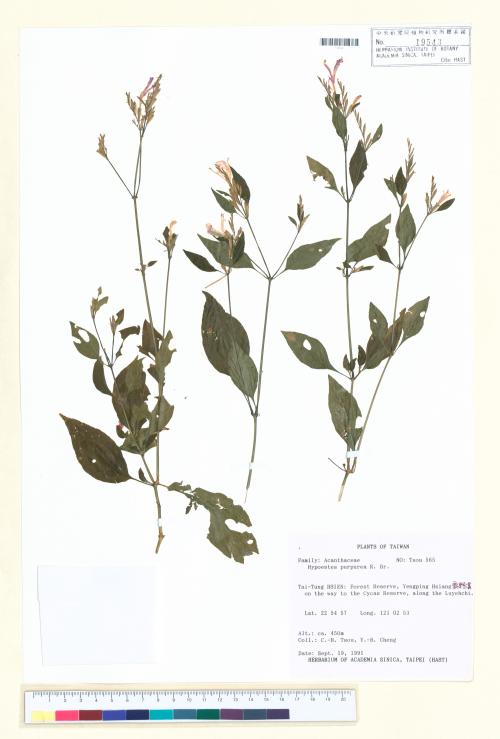 HAST 00019543
