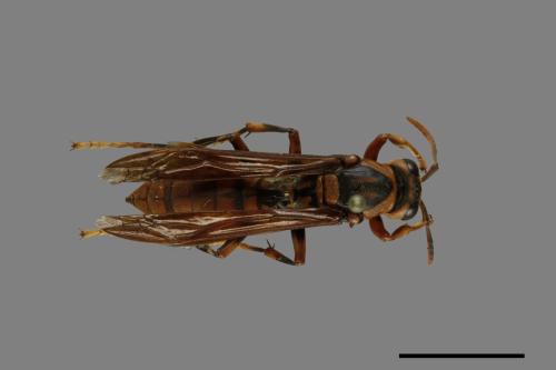 Polistes jokahamae[果馬蜂][00072582]