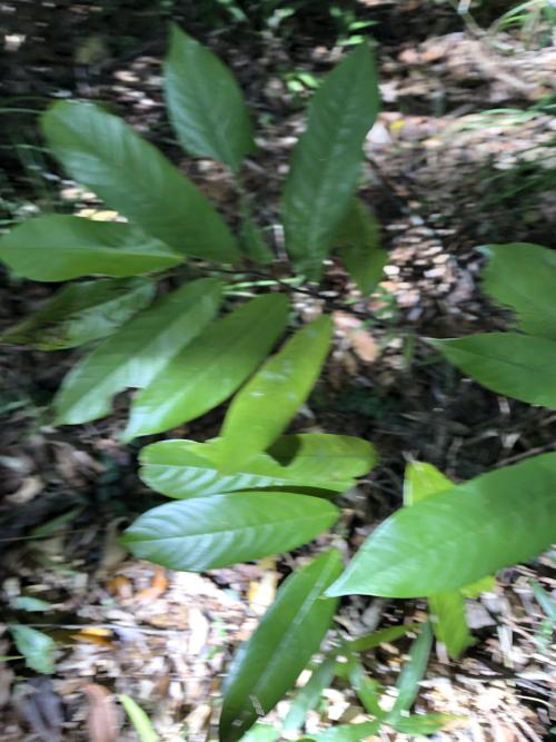 裏白瓜馥木 裏白瓜馥木