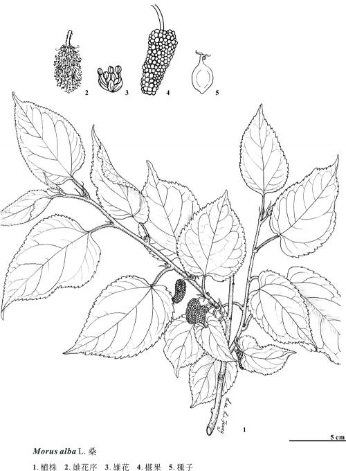 KIN-01-231 KIN-01-231
