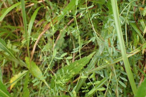 烏嘴豆 烏嘴豆