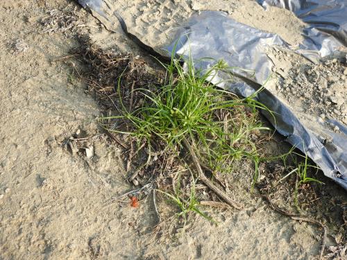 扁穗莎草 (沙田草) 扁穗莎草 (沙田草)