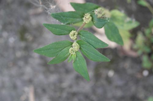 飛揚草 飛揚草