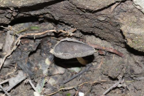 Helvella fibrosa(纖絨馬鞍菌)