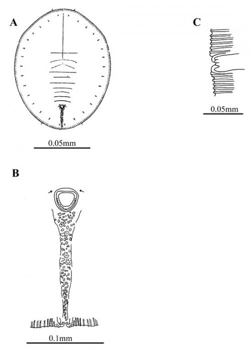 Singhiella tetrastigmae  (Takahashi, 1934)