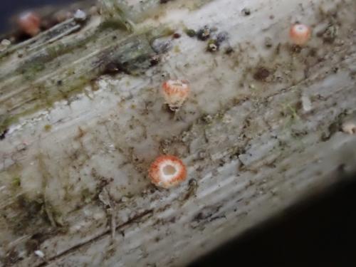 廬山粒毛盤菌 廬山粒毛盤菌