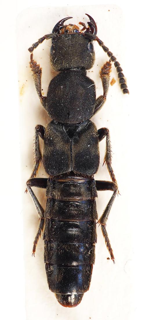 Nelmanwaslus-ornatus_holotype Nelmanwaslus-ornatus_holotype