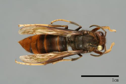 Vespa velutina[黃腳虎頭蜂][00097103]