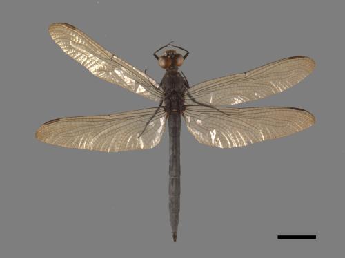 Orthetrum luzonicum[呂宋蜻蜓][00103738]