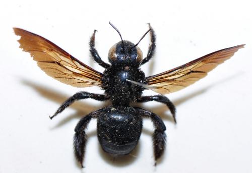 銅翼眥木蜂 Xylocopa tranquebarorum