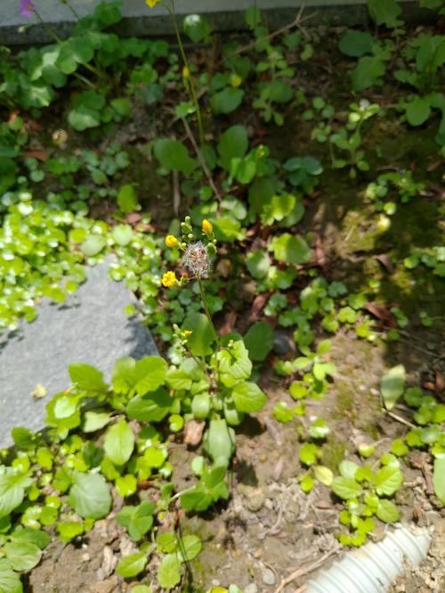 黃鵪菜