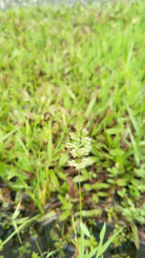 棒頭草