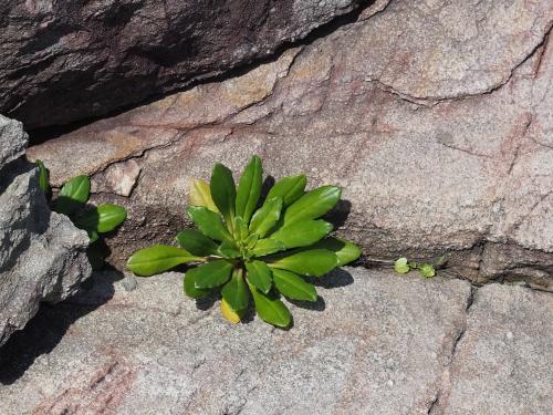 茅毛珍珠菜 茅毛珍珠菜