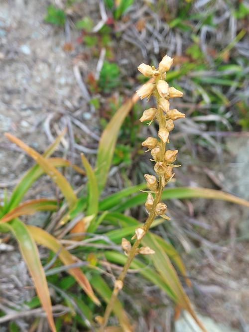 臺灣粉條兒菜 臺灣粉條兒菜