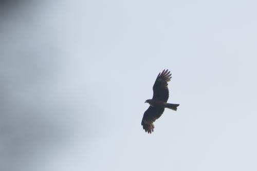 黑鳶 黑鳶