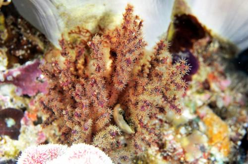 錫蘭刺柳珊瑚