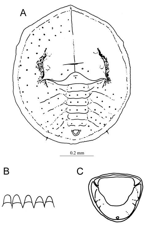 Cohicaleyrodes caerulescens (Singh, 1931)  月桃摺粉蝨