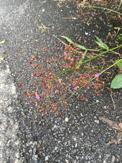 土人蔘 土人蔘