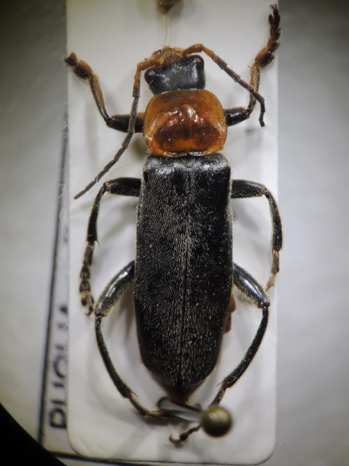 Cantharis fusca Linnaeus, 1758 菊虎科的模式物種 Cantharis fusca Linnaeus, 1758 菊虎科的模式物種