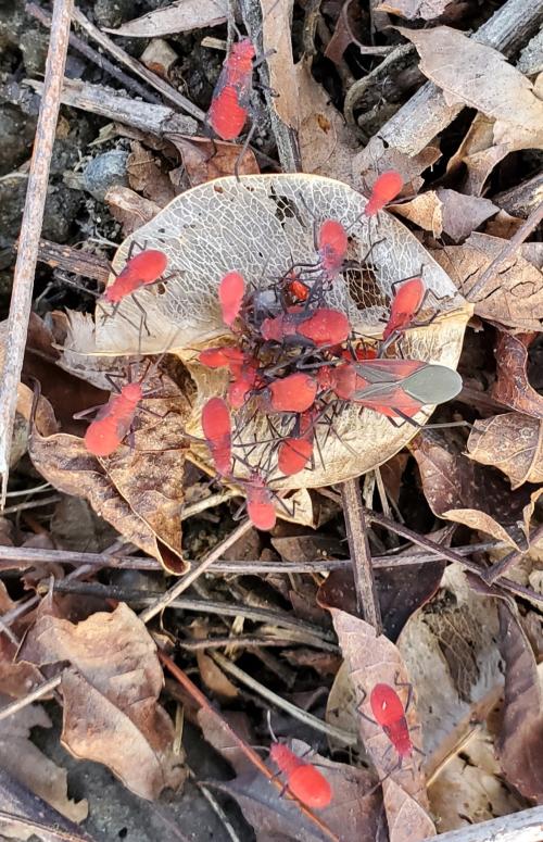 大紅姬緣蝽 大紅姬緣蝽