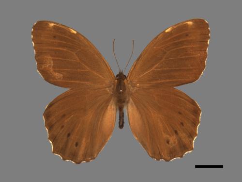 Neope muirheadi nagasawae[永澤黃斑蔭蝶][00015330]