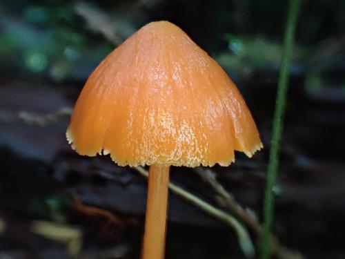 方孢粉褶菌