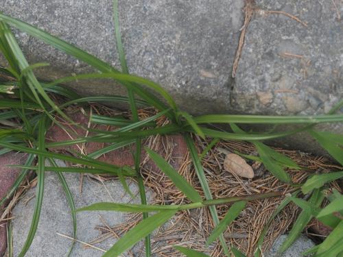 香附子 (香頭草) 香附子 (香頭草)