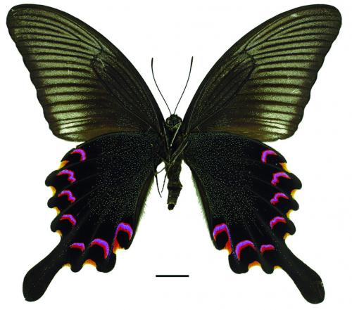 Papilio bianor thrasymedes Fruhstorfer, 1909 翠鳳蝶 Papilio bianor thrasymedes Fruhstorfer, 1909 翠鳳蝶
