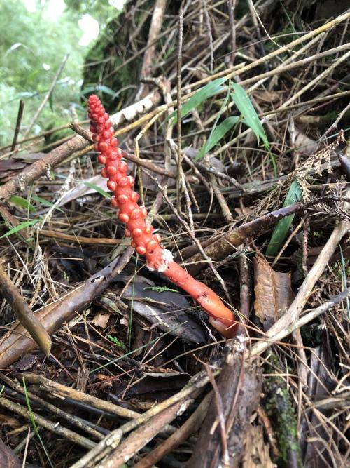 穗花蛇菰